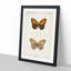 Regal Fritillary Butterfly by S.F. Denton - Picture Frame Painting Print-55598581-55598582