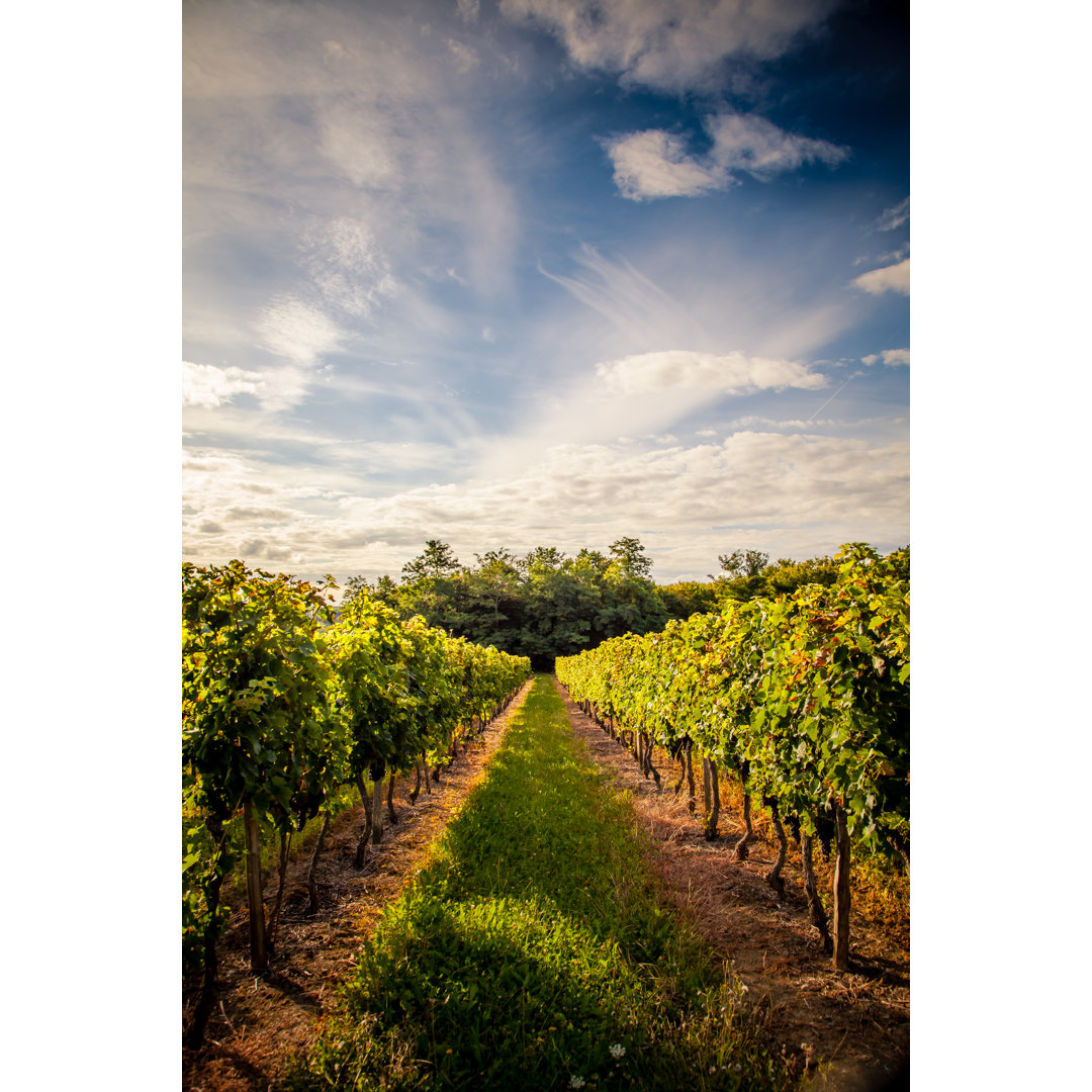 Leinwandbild Weinberge bei Travellinglight