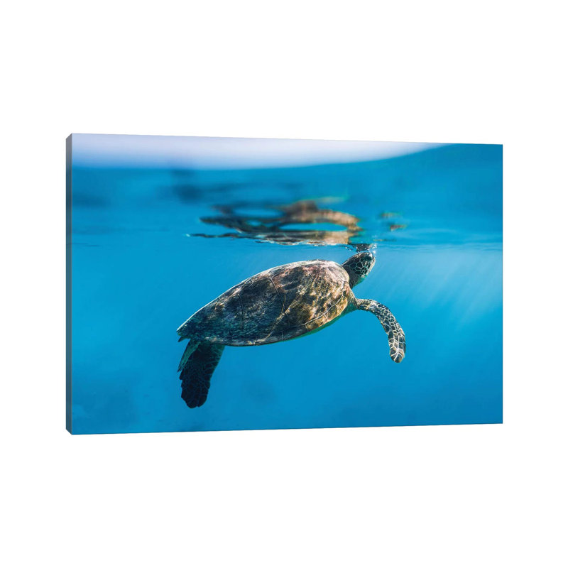 Large Turtle Underwater Reef by James Vodicka - Wrapped Canvas Gallery-Wrapped Canvas Giclée, 20.32cm H x 30.48cm W