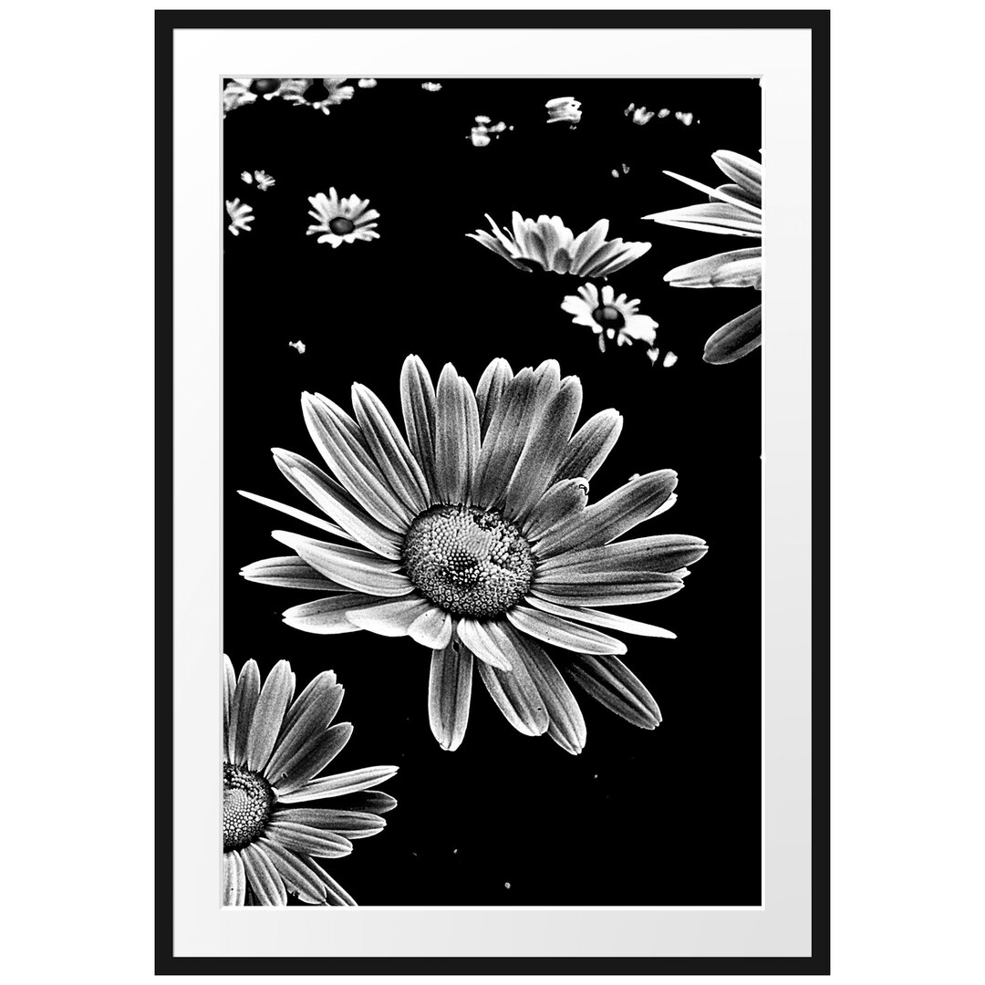 Gerahmtes Poster Dark Margeriten Blüten