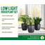 Live Low Light Houseplant Set-70535089