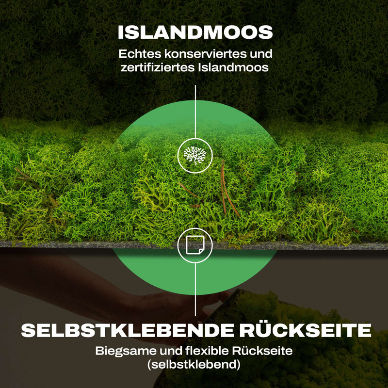 Moospaneele - Moosbild Islandmoos - Mooswand Selber Machen | Flex - 25 X 25, 25cm H x 25cm W x 4 cm D