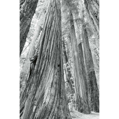 Redwoods Forest III BW