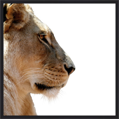 Face de lion 2
