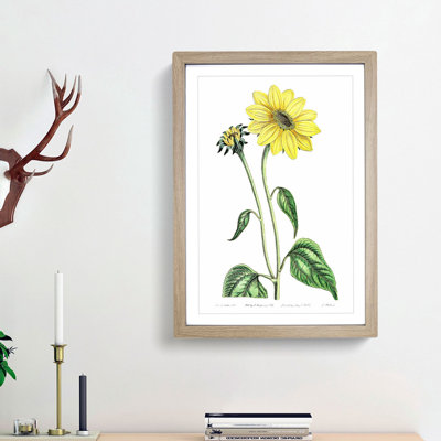 Trumpet Stalked Sunflowers - Framed Print