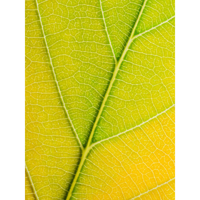Autumn Leaf by Philippe Monthoux