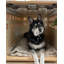 Fable Pet Crate-1331597484-1331597485