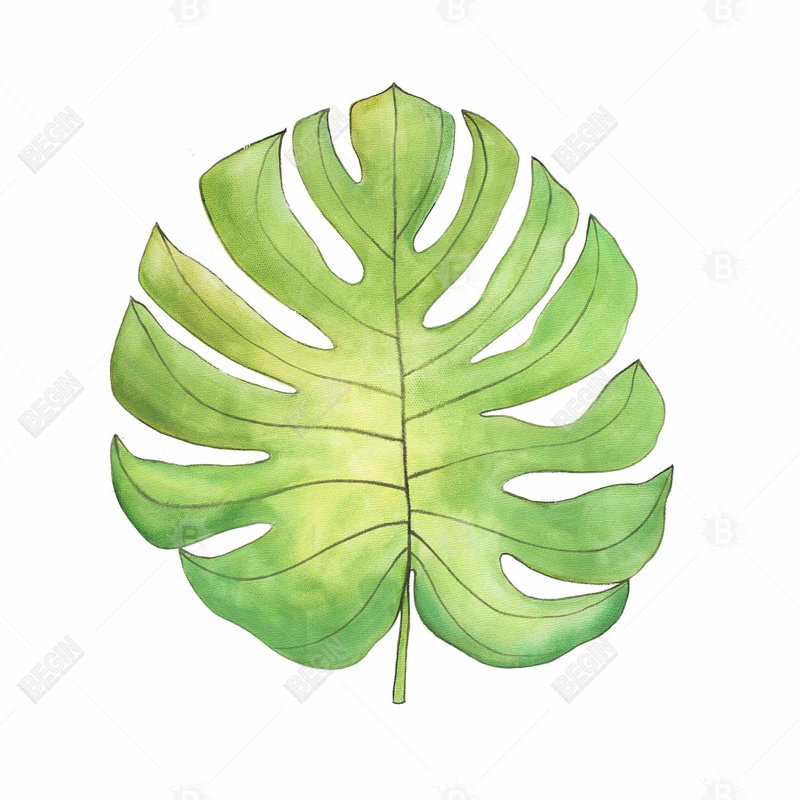 "Feuille tropicale"