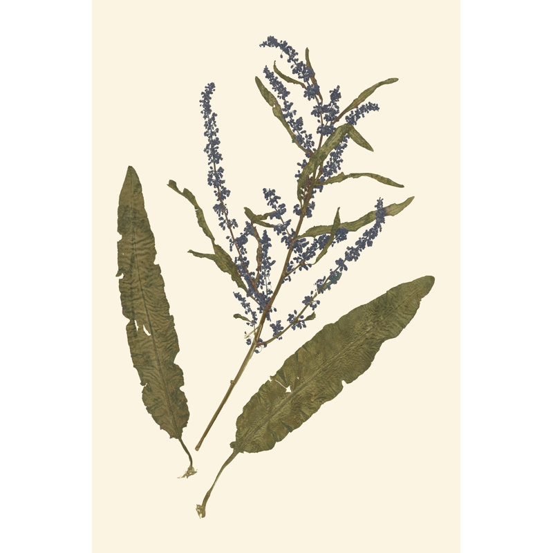 Pressed Botanical IV 1 Piece Wrapped Canvas Painting, 91cm H x 61cm W x 3.8cm D