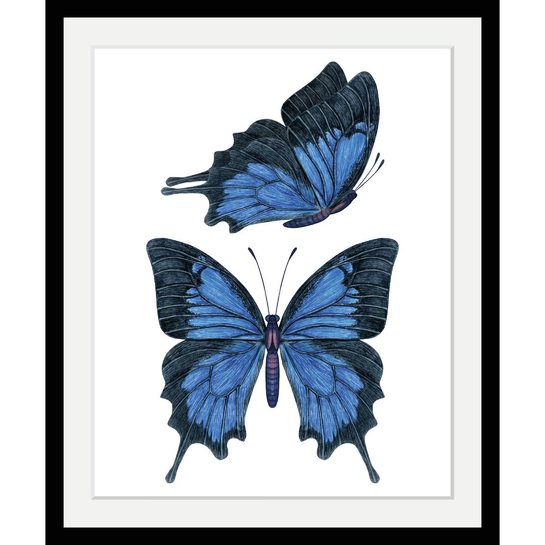 Gerahmtes Poster „Butterfly“, Grafikdruck