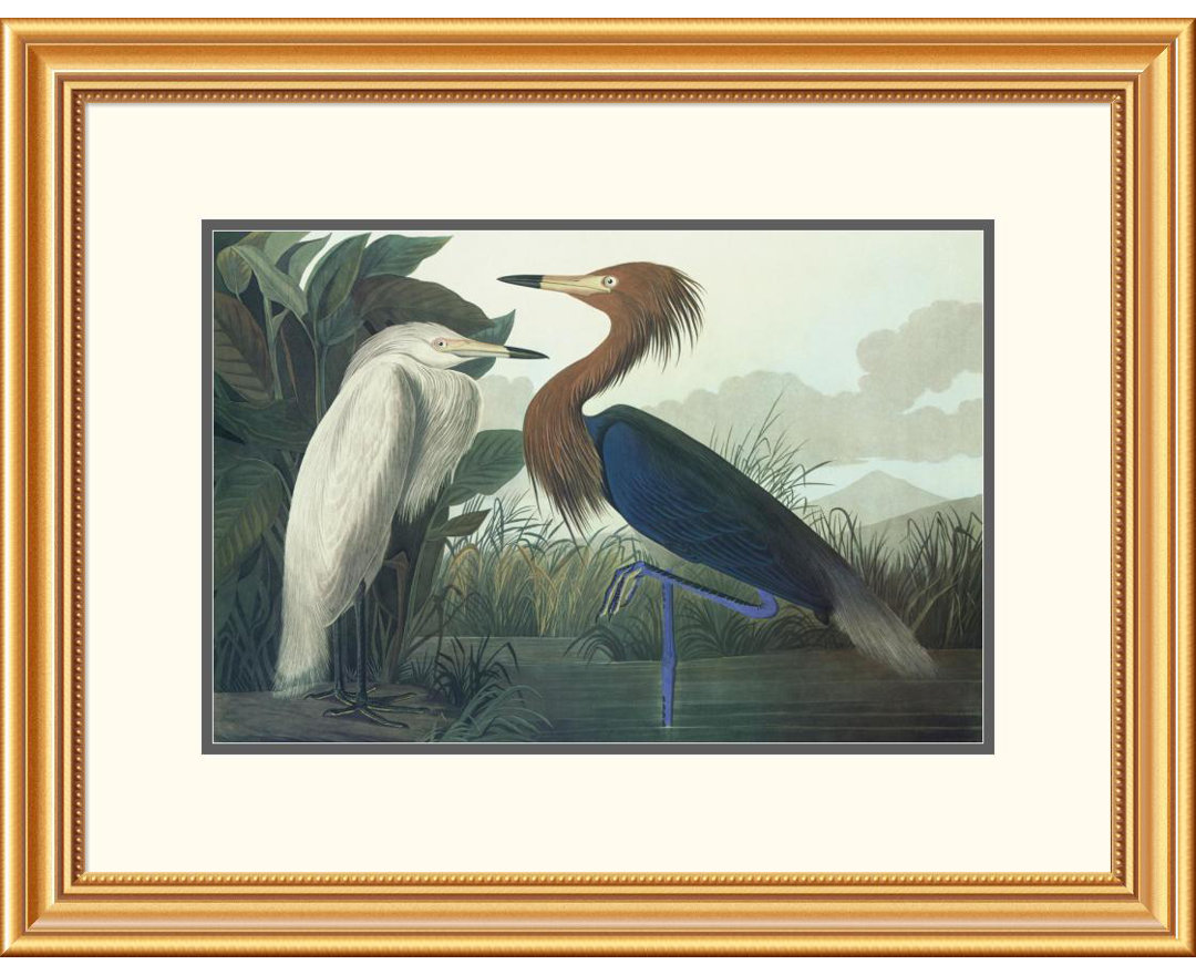 Purple Heron by John James Audubon Framed Painting Print Global Gallery Frame 
