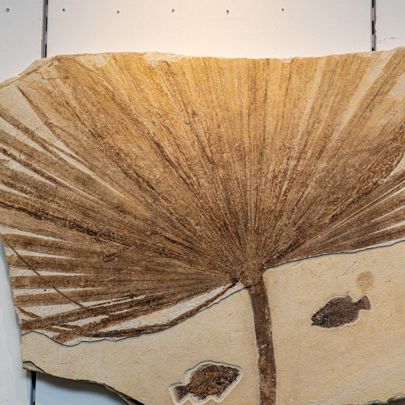 Giant Palm Frond With Diplomytus Fish Fossil Plate