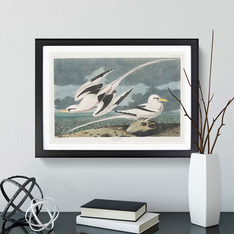 Tropicbirds by John James Audubon - Picture Frame Painting Print, 27cm H x 36cm W x 2cm D, Black Framed