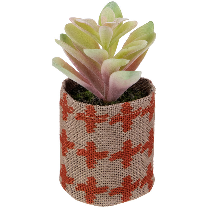 4,75 plantes