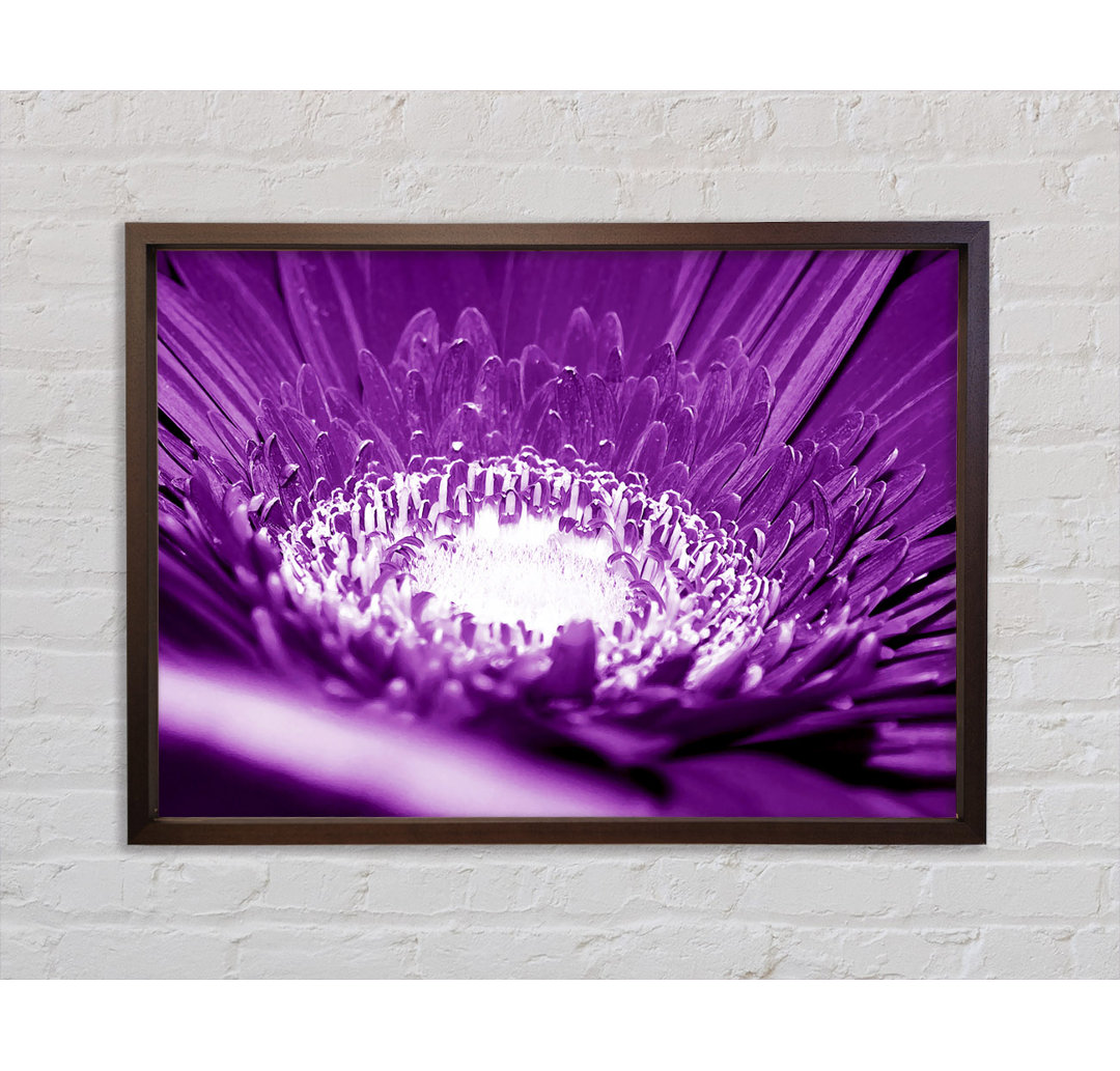 Gerahmter Kunstdruck Daisy Centre Purple