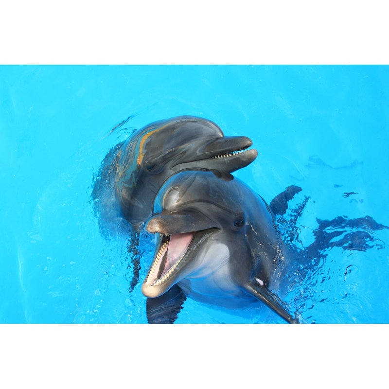 Two Dolphins by ALesik - Wrapped Canvas Print, 20cm H x 30cm W