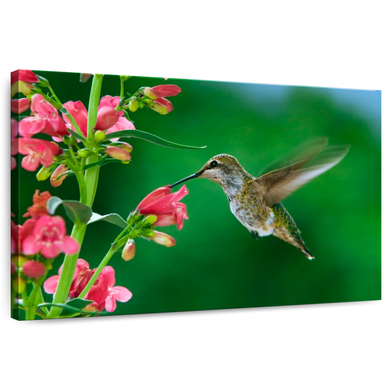 Brampt Spring Hummingbird, 20" H x 30" W