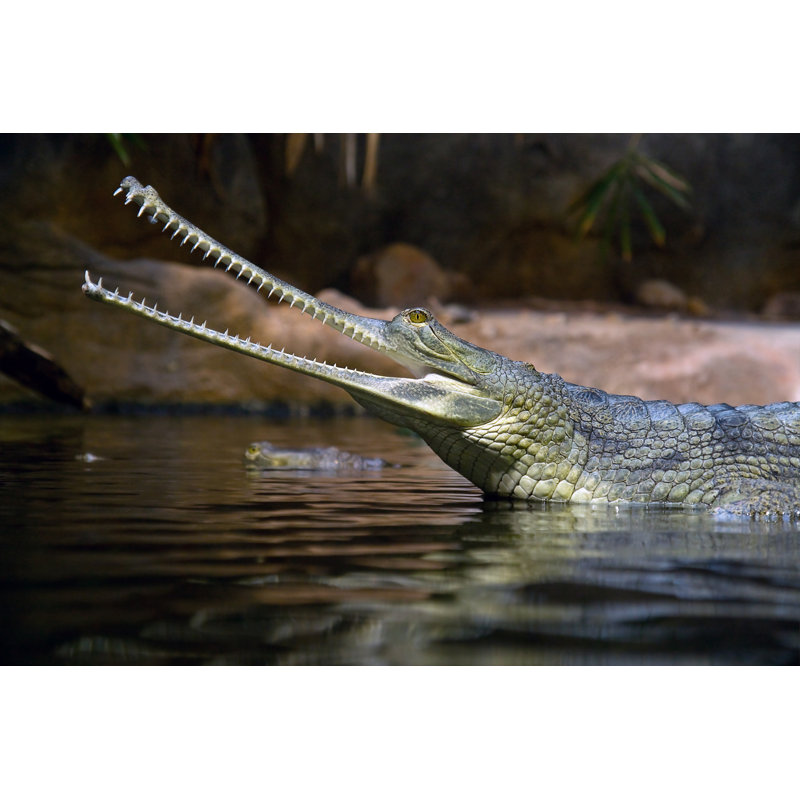 Gavial Indian by Riskms - Wrapped Canvas Print, 20Cm H x 30Cm W
