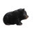 Baby Black Bear Crawling