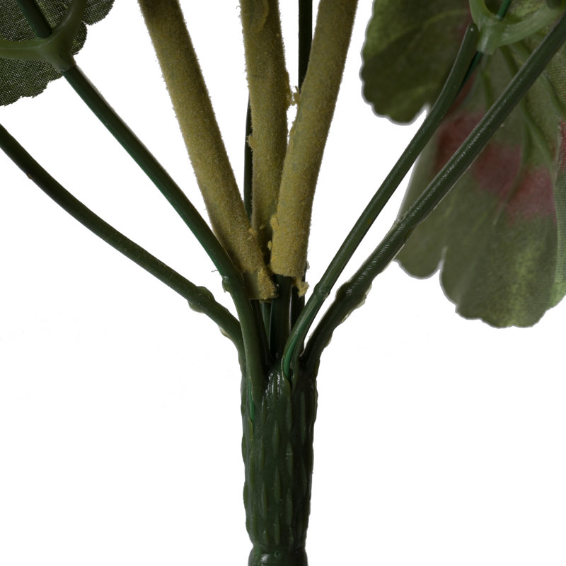 Geranium Bush