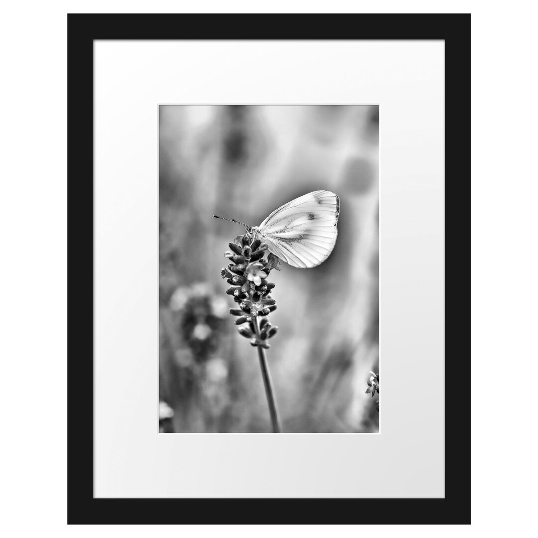 Gerahmtes Poster Schmetterling auf Lavendel