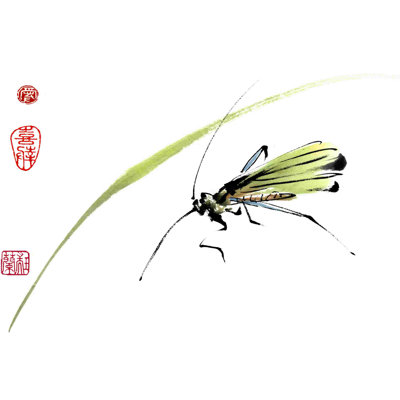 Grasshopper