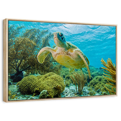 Turtle In Bonaire Reef