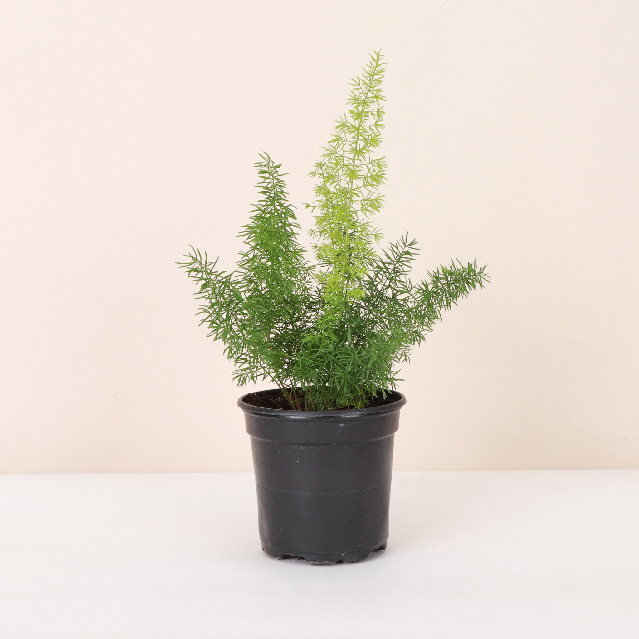 Thorsen's Greenhouse Live Foxtail Fern Plant | Wayfair