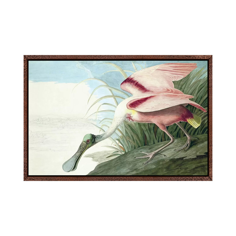 Roseate Spoonbill, Platalea Ajaja, From The Birds Of America, Pub. 1827-38 by John Audubon - Painting on Canvas