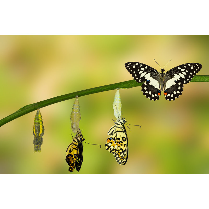 Transformation Of Lime Butterfly - Wrapped Canvas Print, 30cm H x 46cm W 