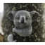 Harkless Koala Resin Garden Statue