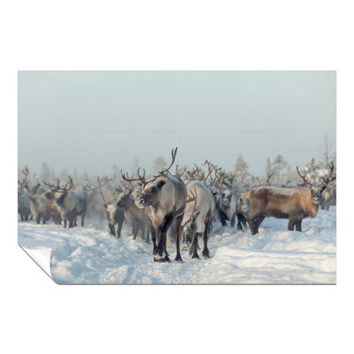 Reindeers In Winter Snow - No Frame Print