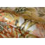 Tropical Collection Bora Bora Coral Inspired 27.8' L x 27.5" W Wallpaper Roll-73447862