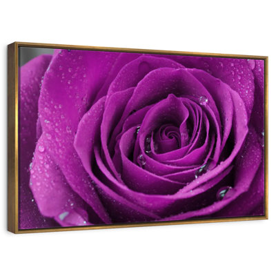 Droplets On Purple Rose