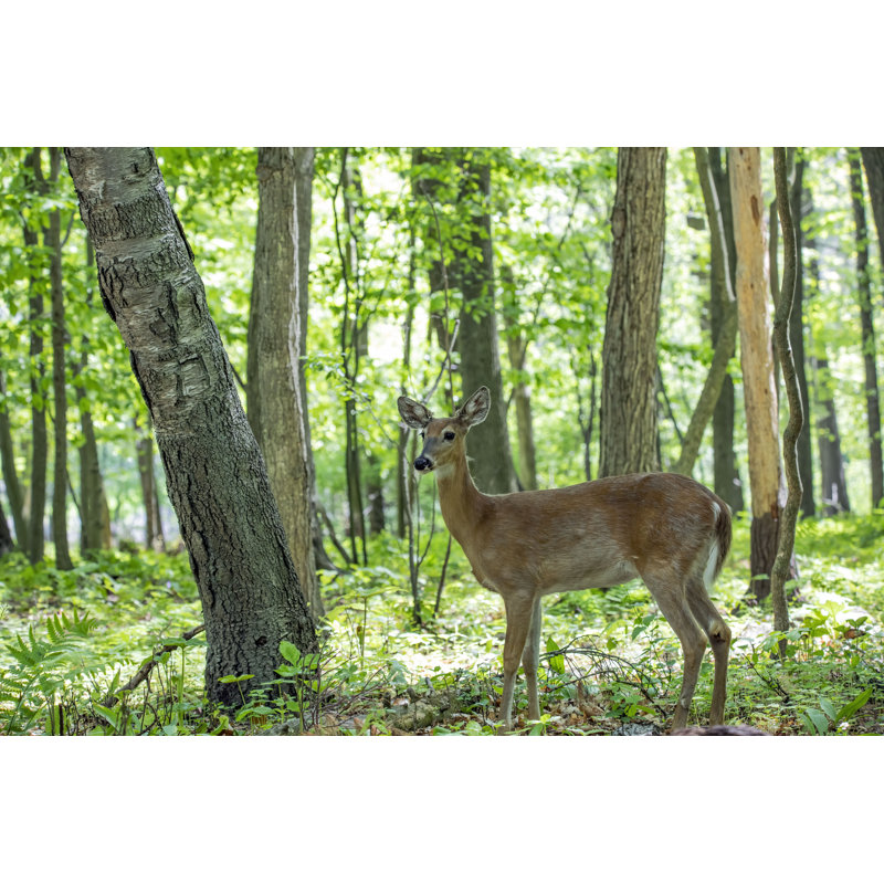 The White-Tailed Deer - Wrapped Canvas Print, 81cm H x 122cm W x 3.8cm D