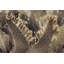 Prickly Pear Blossoms-644173330-644173335