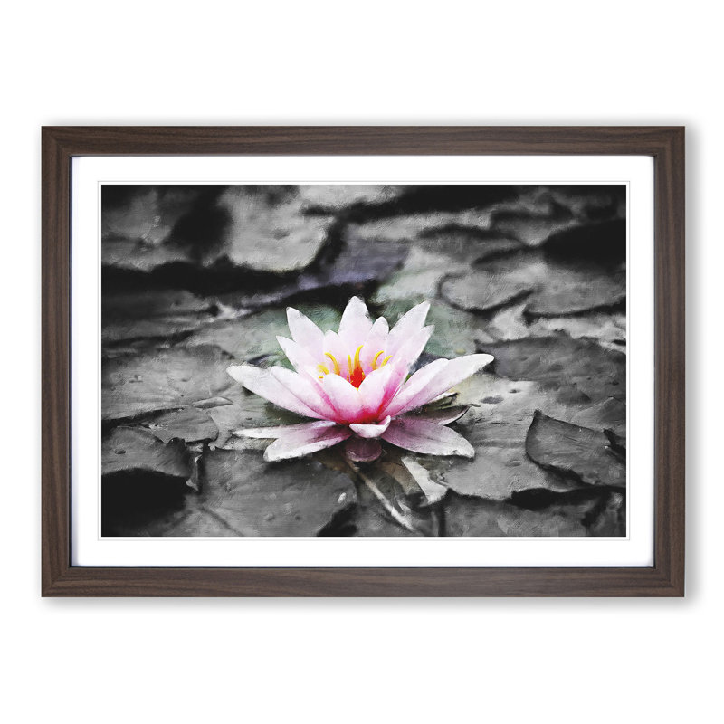 A Pale Pink Water Lily - Picture Frame Painting Print, 45cm H x 63cm W x 2cm D, Walnut