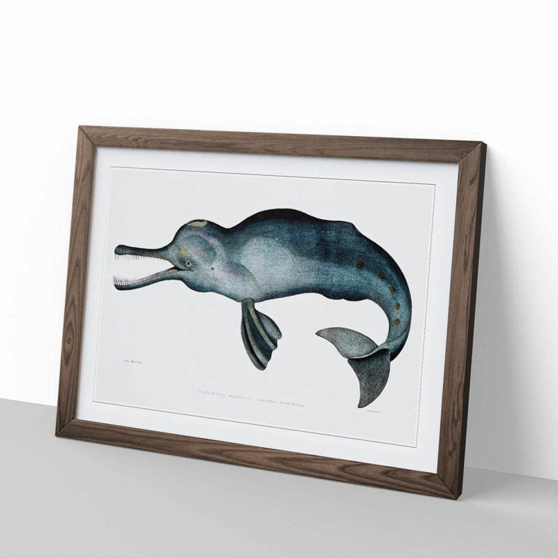 River Dolphin by John Edward Gray - Picture Frame Painting Print, 36cm H x 48cm W x 2cm D, Walnut Framed