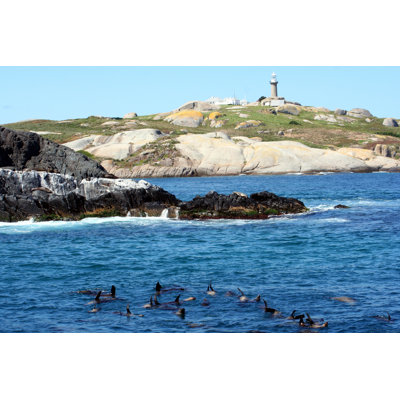 Montague Island Seals by Kgrahamjourneys - Wrapped Canvas Print