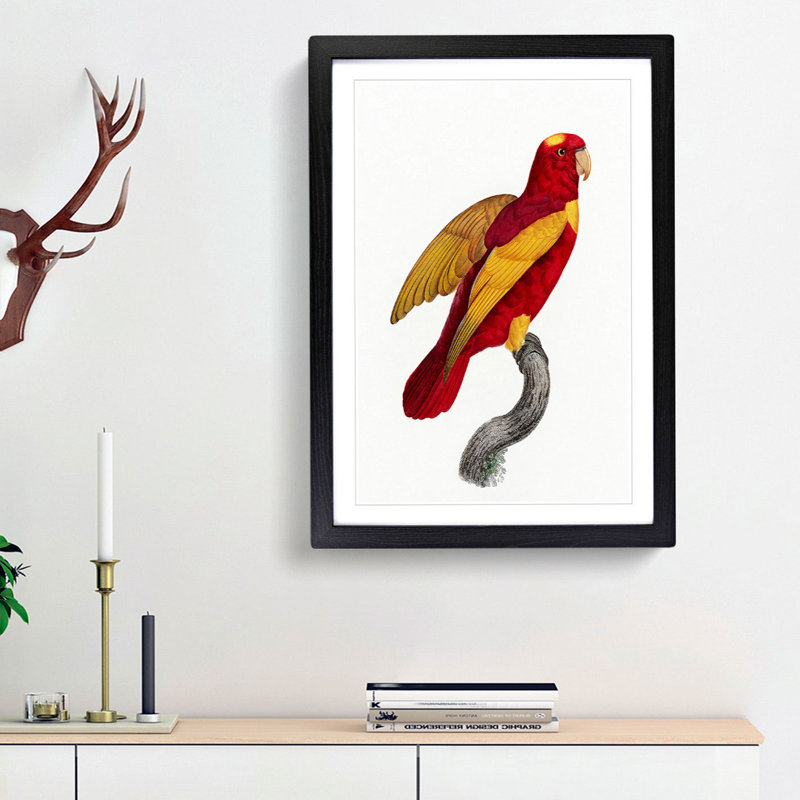 Red-and-Gold Lory by F. Levaillant - Picture Frame Painting Print, 36cm H x 27cm W x 2cm D, Black Framed