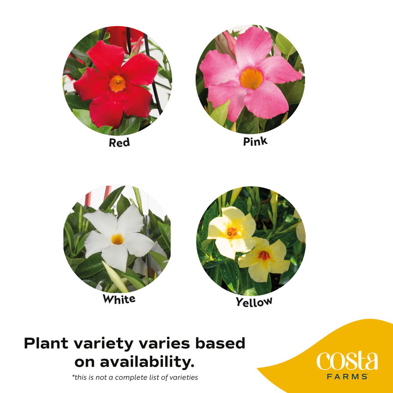 Costa Farms Indoor Mandevilla Grower's Choice House Plant in 10-inch Nursery Pot