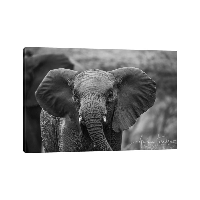 Baby Elephant by Anders Jorulf - Wrapped Canvas Print, 20.32 cm H x 30.48 cm W