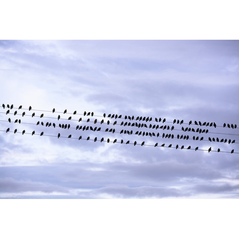 Birds On A Wire by MrPliskin - Wrapped Canvas Print, 51cm H x 76cm W x 3.8cm D