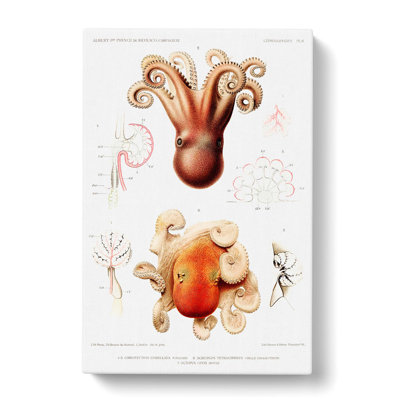 Octopus Illustrations by Albert I - Wrapped Canvas Painting