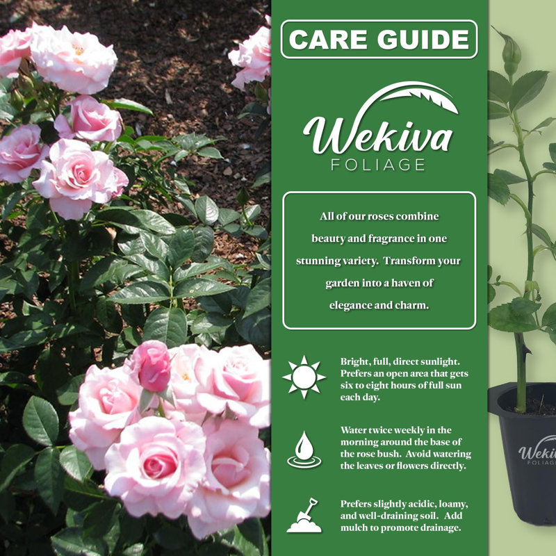 Our Lady of Guadalupe Pink Rose Bush Live Starter Plant