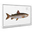 River-Salmon Fish by M.E. Bloch - Wrapped Canvas-55323826