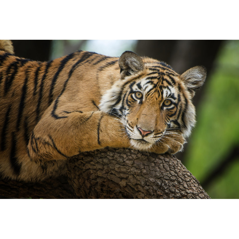 Bengal tiger Wall Art on Canvas, 20cm H x 30cm W