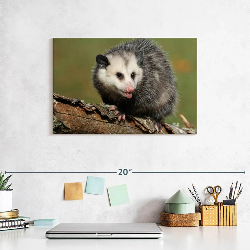 Brampt Angry Opossum, 8" H x 12" W