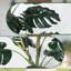 120cm Plant