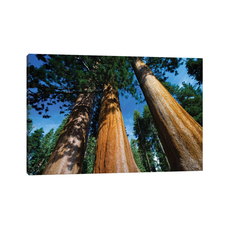 Giant Sequoia Trees in a Forest, Sequoia National Park, California, USA II 1 Piece Wrapped Canvas Wall Art